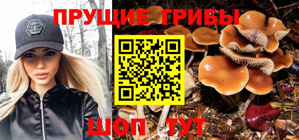 Псилоцибиновые грибы Psilocybe Амурск